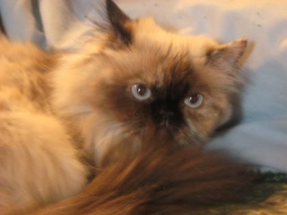 Ma chatte Hymalayenne