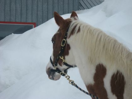 Mon &eacute;talon qui regarde le tas de neige