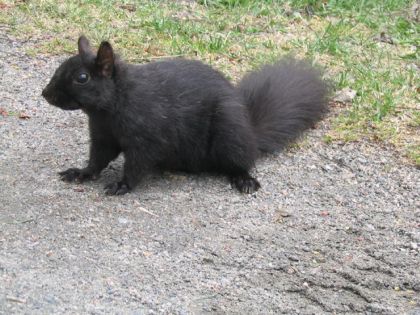 Écureuil noir