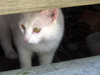 Encore le ptit chat blanc l'été passer =D