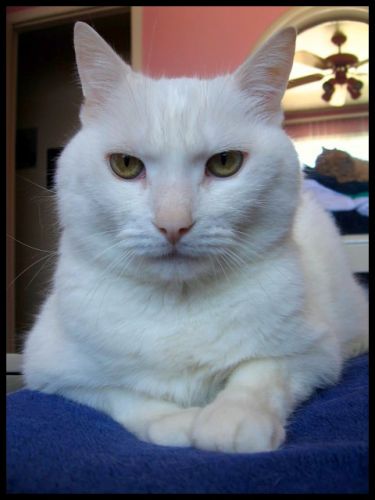 Mon chat a matin =D
