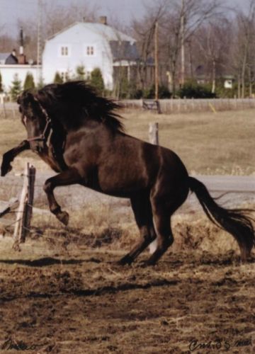 Mao excellerais en dressage ,domage qu il ne face que de la...