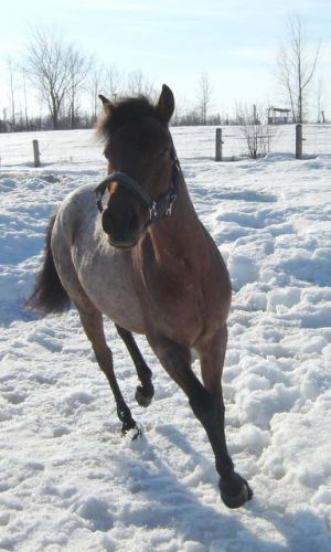 Mon poney en libert&eacute; dehors! J'ai failli me faire rentrer dedans...