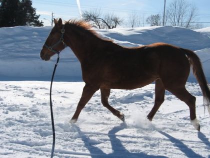Cheval à la longe