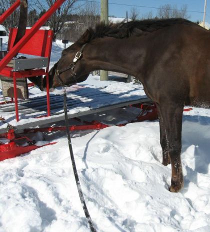 cheval qui inspecte le traineau à neige