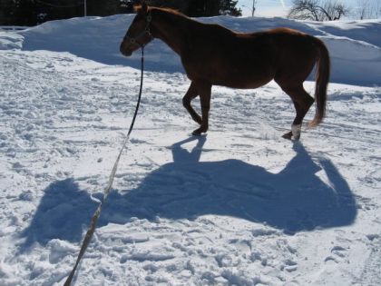 Cheval et son ombre