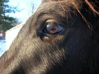 Oeil d'un cheval