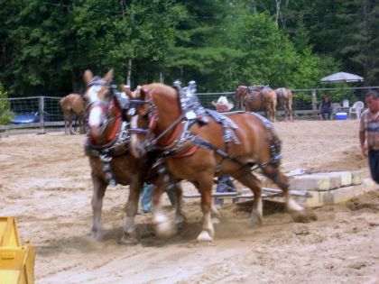 tire de chevaux