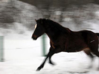 Cheval au galop en hiver