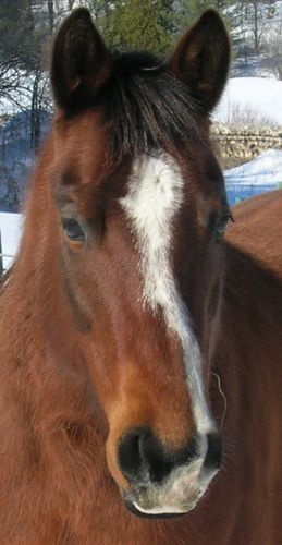 me quick little miss   un des meilleur  cheval de tour