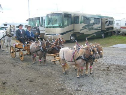 Attelage de mini chevaux