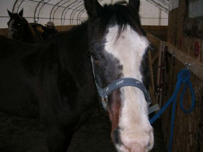 Tête de cheval