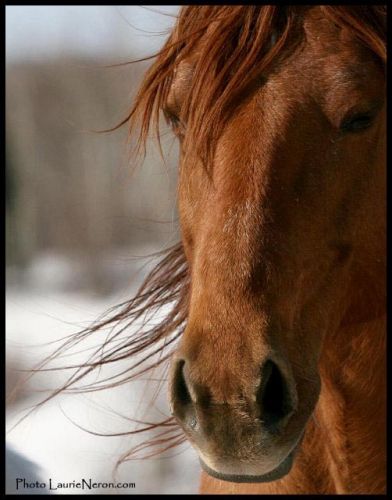 Autant en emporte le vent.. voici Lucky, l'une de mes jument QH...