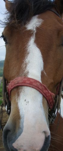 C'est qui le gros NEZ???