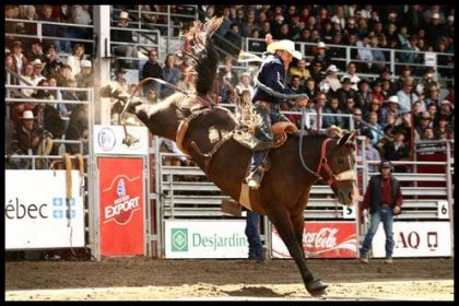 Saddle brunk-St-tite 2006