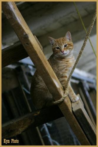 Lorel, Ecurie Descoteaux 2005