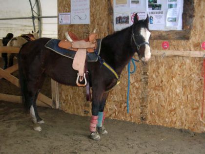 cheval avec selle dans l'écurie
