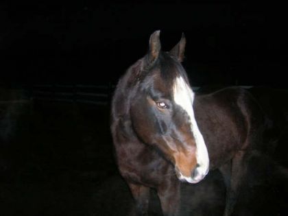 cheval curieux