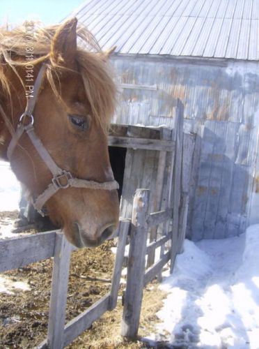 un cheval ki est a l'ecurie de mon amie