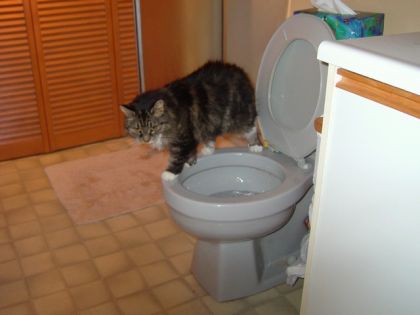 Ma chatte qui escalade le bol de toilette.....c dent le temps...