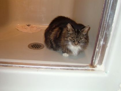 michat qui se repose dans la douche elle étai malade.... elle...