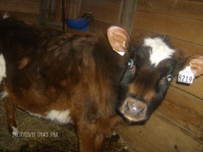 Bébé vache