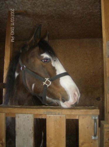 le cheval de mon amie