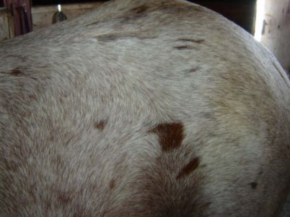 Quand dites vous? ...mon poney serait-il un appaloosa?