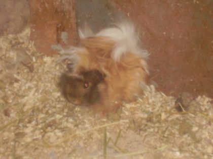 Mon mâle cochon d'inde! lol Avez-vous des idées de nom drole...