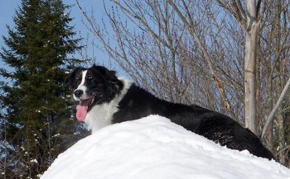 En parlant de Border Collie... Voici KodiaK! Ou Ti-bisscuiit...