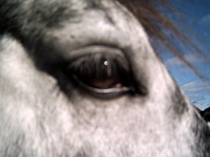 Le Percheron à l'oeil doux...