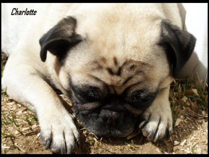 Ma p'tite Charlotte qui fait un p'tit roupillon au soleil. :)
