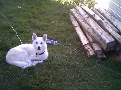 mon chien tsuki
