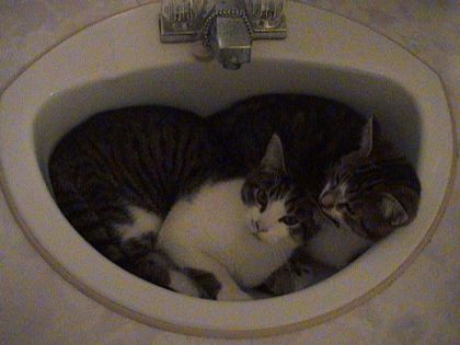 mes chat  mystic et shiva dans le lavabo