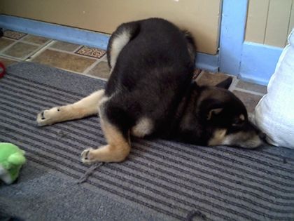mon chien haiko qui dors