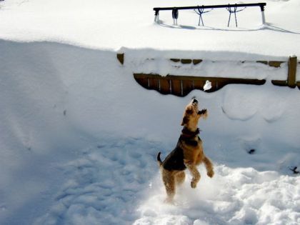 mon aredaile Lily... qui joue avec une motte de neige