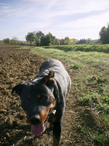 Rasta la chienne de ma vie Francaise... Je m'ennuis de toi...