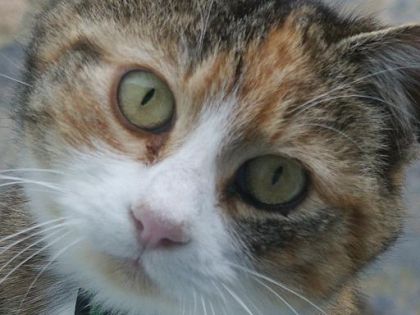 Mon chat Sheena très très spéciale
