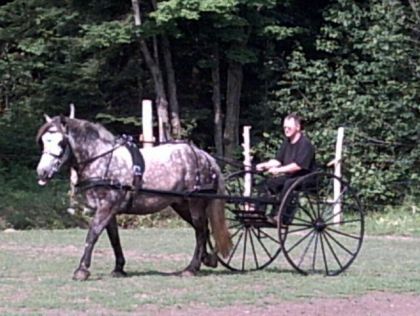 Percheron attelé sur une voiture à deux roues