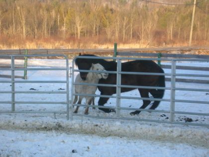 Un cheval s'apprete à se coucher
