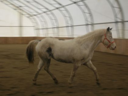 batman  le meilleur cheval pour les enfants