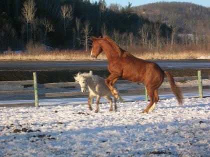 Un cheval fait une levade au champ