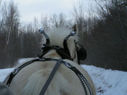 Cheval attelé, vu d'en arrière