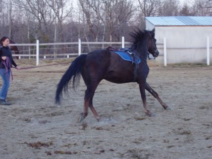Za en longe au galop!