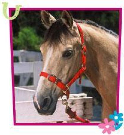 c'est starlign dns grand galop
