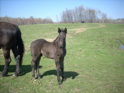 Gros b&eacute;b&eacute; Utrek ag&eacute; de 2 semaines! :)