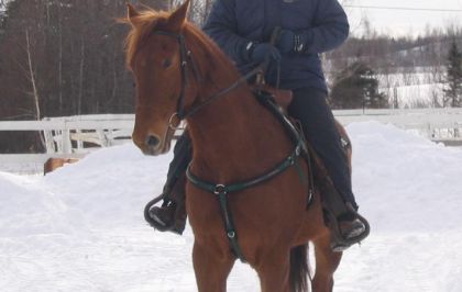 cheval brun