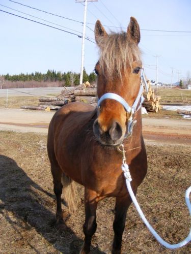 Ladystar ponette dont je m'occupe en Gasp&eacute;sie