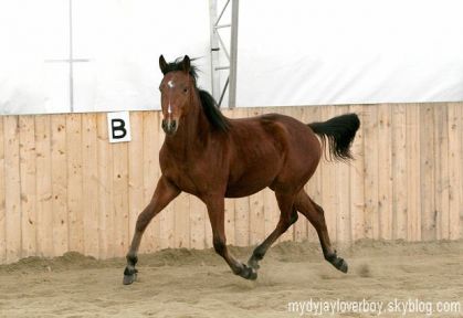 Mon poulain connemara x thoroughbred (Photo par Laurie Néron...