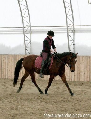 El Nino - Jeune hongre connemara (àV) - (Photo par Laurie Néron)